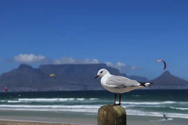 Table Mountain