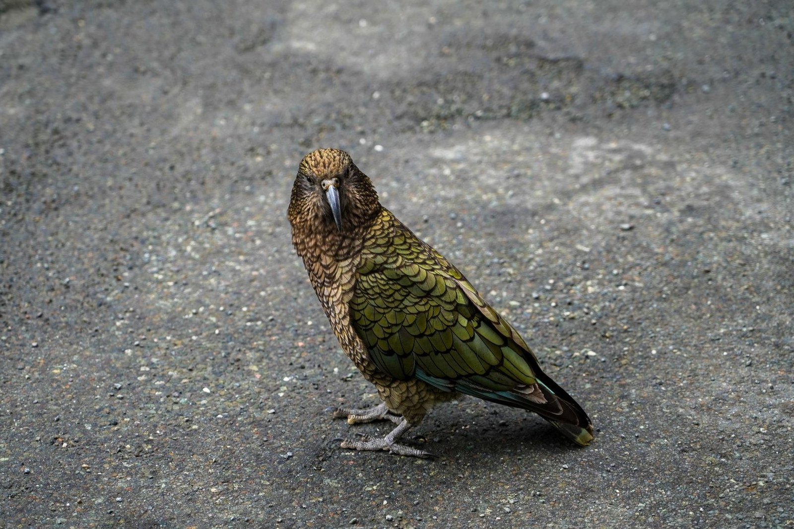Milford Sound New Zealand